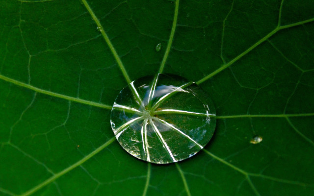 Water droplet green leaf sky free wallpaper - medium preview image