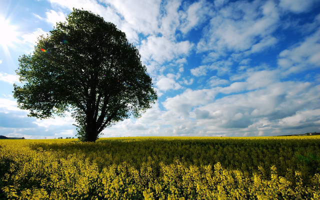 Lone tree yellow flower blue free wallpaper - medium preview image