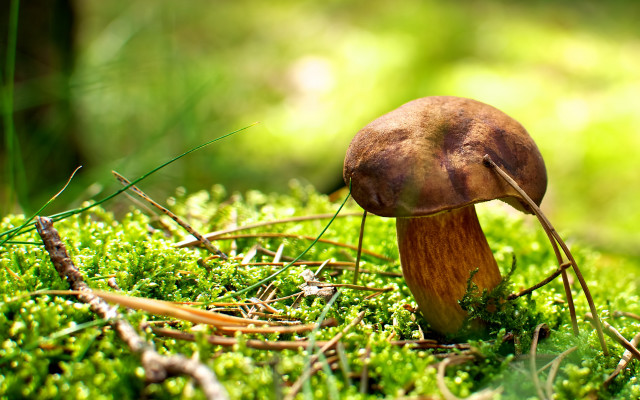 Mushroom moss forest photorealism macro free wallpaper - medium preview image