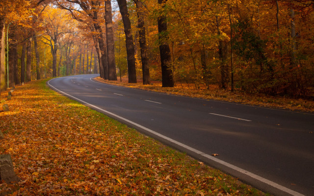 Autumn forest road bench leaves free wallpaper - medium preview image