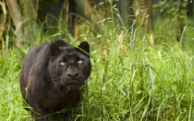 Black panther tall grass forest free wallpaper - medium preview image