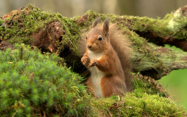 Squirrel tiltshift mossy trunk nature free wallpaper - medium preview image