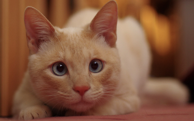 Curious blue eyed cat on free wallpaper - medium preview image