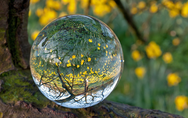 Tree yellow flowers glass ball free wallpaper - medium preview image