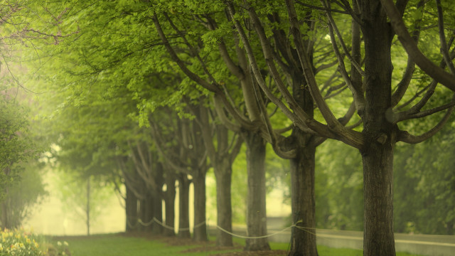 Park trees bench light shift free wallpaper - medium preview image