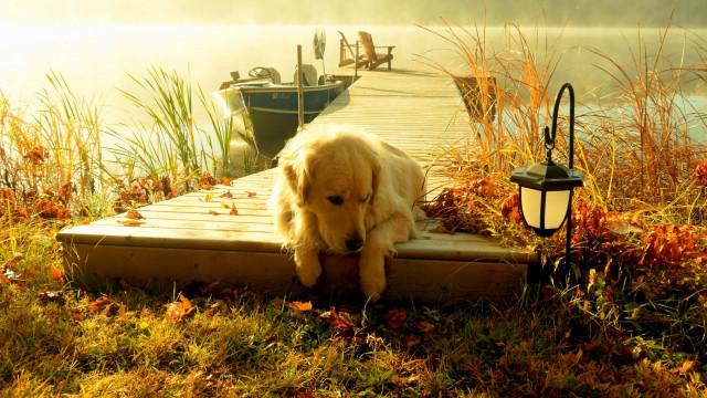 Dog dock water lantern automn free wallpaper - medium preview image