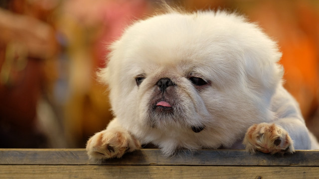 Small white dog pink tongue #2 free wallpaper - medium preview image