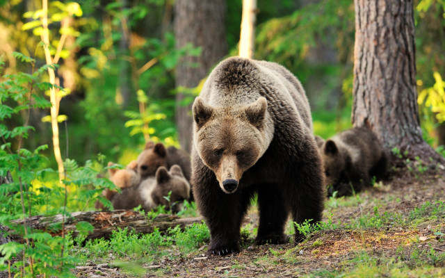 Bear forest wildlife puzzle nature free wallpaper - medium preview image