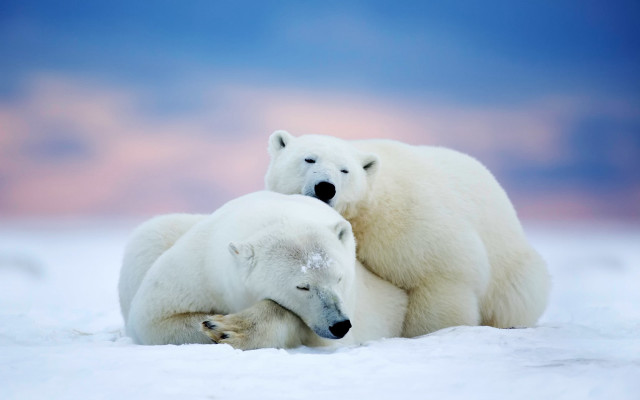 Polar bears hugging rubbing ecological free wallpaper - medium preview image