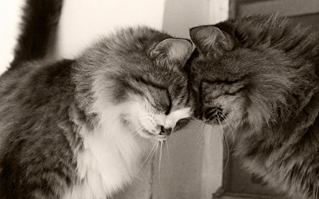 Cat kissing mirror close love free wallpaper - medium preview image