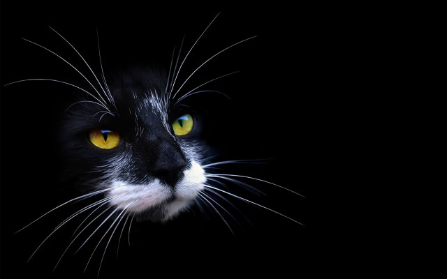 Black white cat yellow eyes #11 free wallpaper - medium preview image