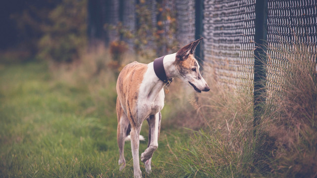Dog fence grass black collar free wallpaper - medium preview image