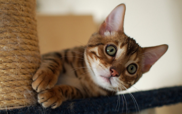 Curious cat scratching post felix free wallpaper - medium preview image