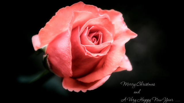 Pink rose macro christmas art free wallpaper - medium preview image