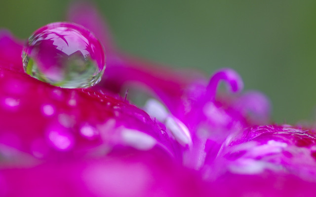 Pink flower water glow macro free wallpaper - medium preview image