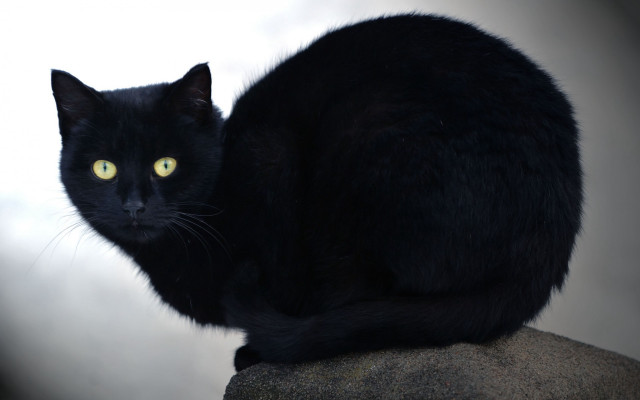 Black cat yellow eyes gothic #24 free wallpaper - medium preview image