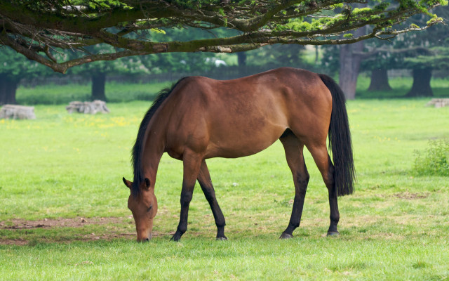 Horse grazing field tree bush free wallpaper - medium preview image