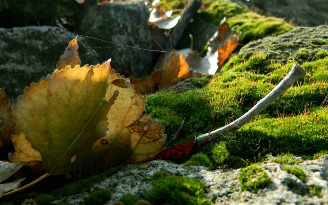 Leaf moss rock wall wire free wallpaper - medium preview image