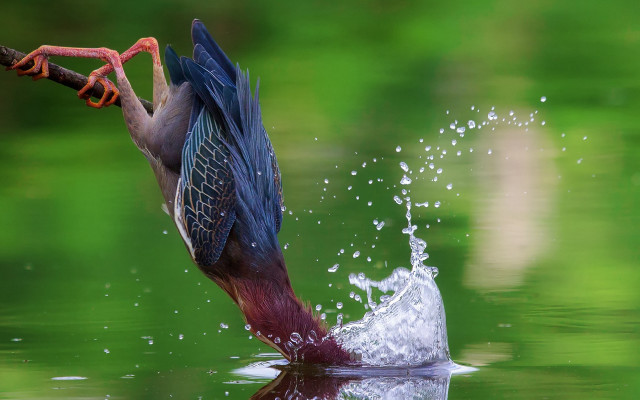 Bird bathing stick fish photorealistic free wallpaper - medium preview image