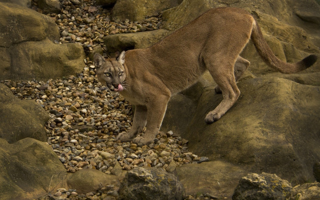 Mountain lion rocky hillside open free wallpaper - medium preview image