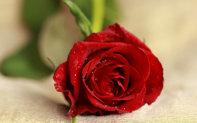 Red rose water droplets macro #21 free wallpaper - medium preview image