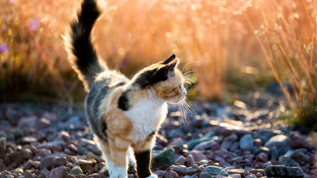 Cat rocky grass sunbeam impressionism free wallpaper - medium preview image