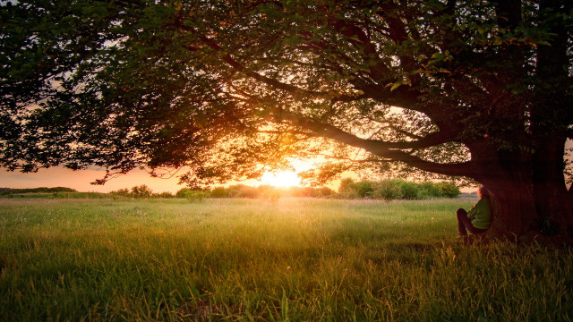 Person sitting under tree field free wallpaper - medium preview image