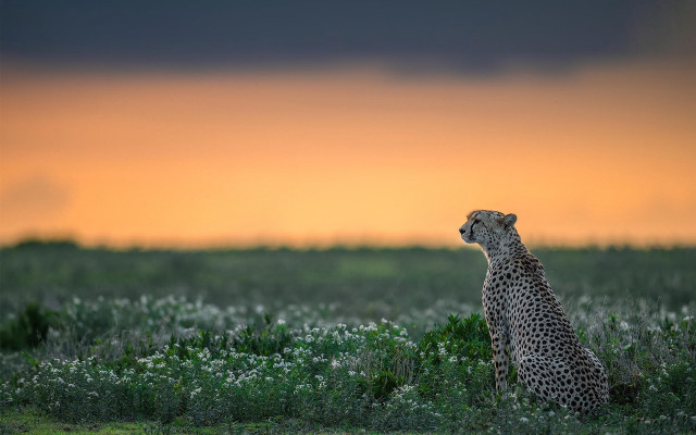 Cheetah sunset grass clouds mountain free wallpaper - medium preview image