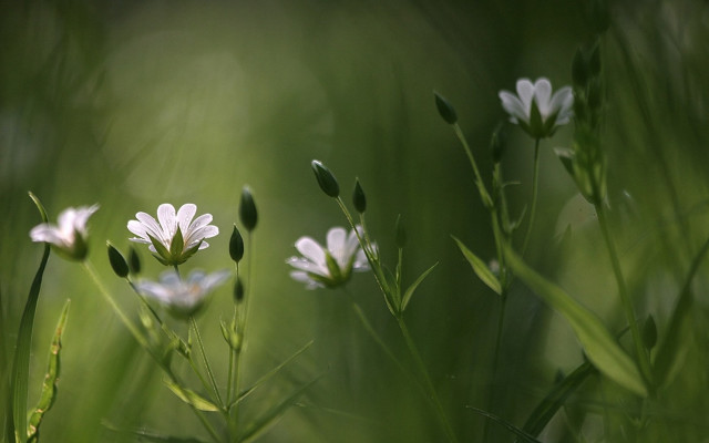 Flower butterfly leaf lily lotus free wallpaper - medium preview image