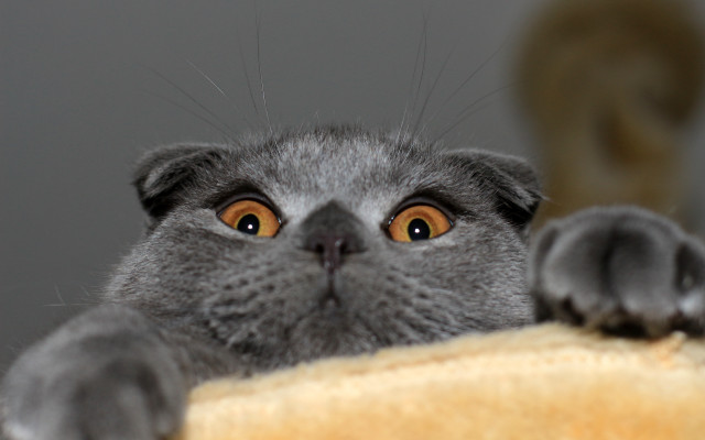 Curious black cat scratching post free wallpaper - medium preview image