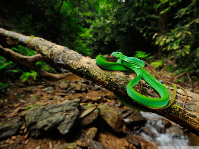 Green lizard branch woods stream free wallpaper - medium preview image