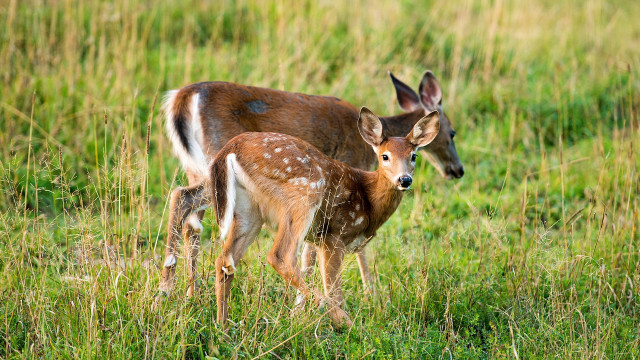 Deer mother young field nature free wallpaper - medium preview image