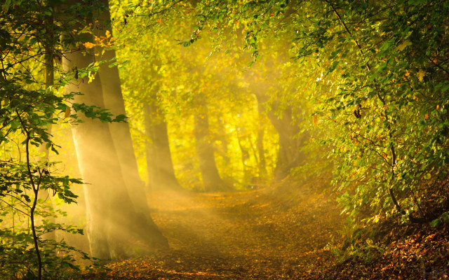 Autumn forest light leaves flame free wallpaper - medium preview image