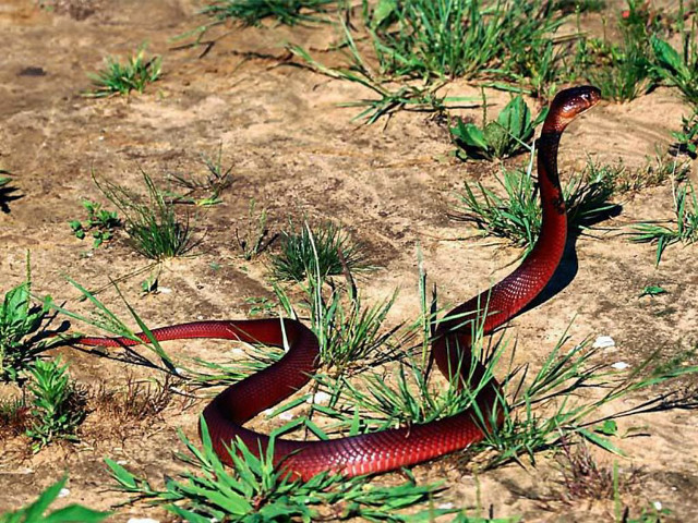 Red snake curling grass desert free wallpaper - medium preview image