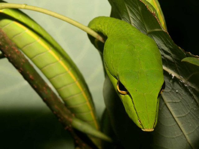 Green lizard leafy illustration blurry free wallpaper - medium preview image