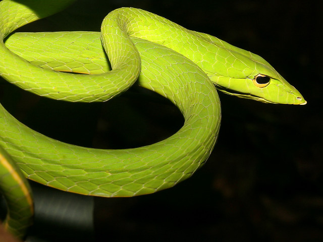 Green snake curled branch tongue free wallpaper - medium preview image