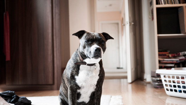 Dog rug room closet basket free wallpaper - medium preview image
