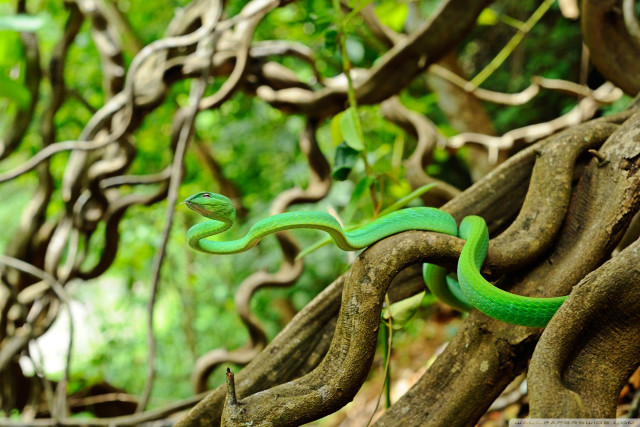 Green snake crawling tree branch #2 free wallpaper - medium preview image