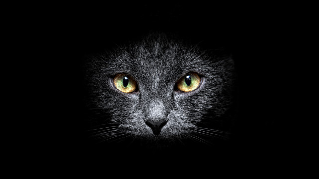 Black cat yellow eyes closeup #2 free wallpaper - medium preview image