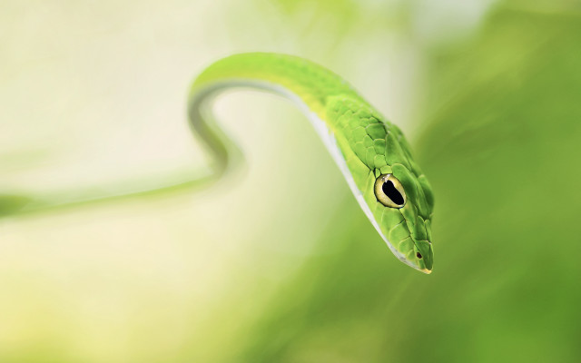 Green snake black eye blurry free wallpaper - medium preview image