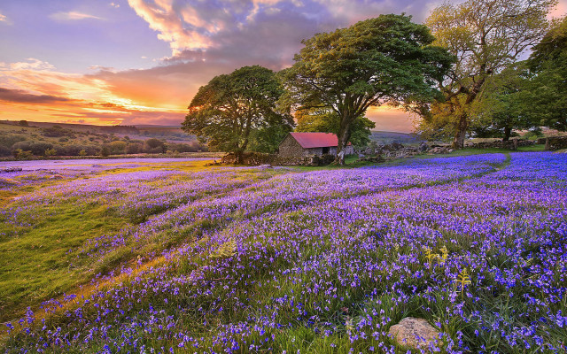 Purple flower field sunset horizon free wallpaper - medium preview image