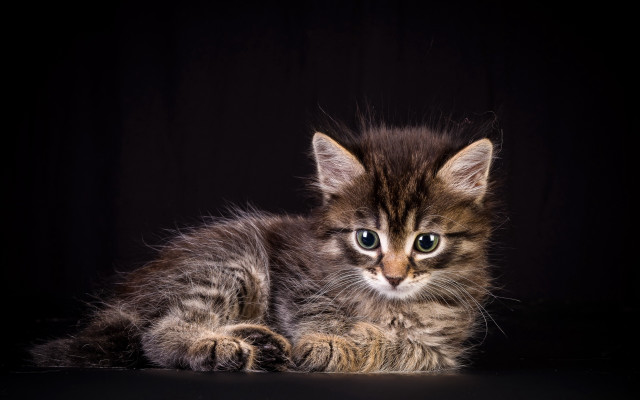 Small kitten black surface blue free wallpaper - medium preview image