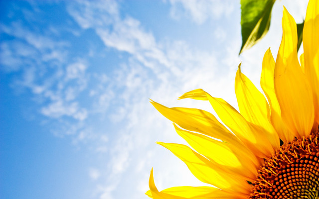 Sunflower blue sky clouds summer free wallpaper - medium preview image