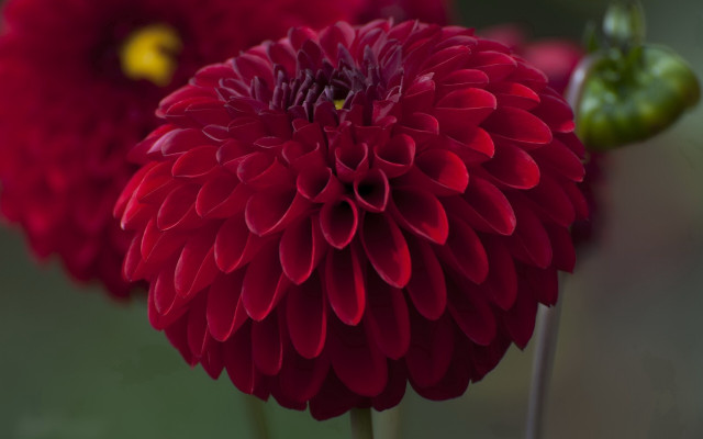 Red flower green stem macro free wallpaper - medium preview image