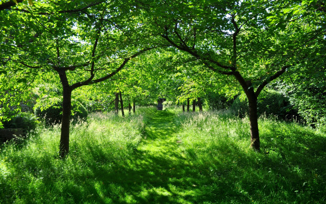 Lush forest path bench dappled free wallpaper - medium preview image