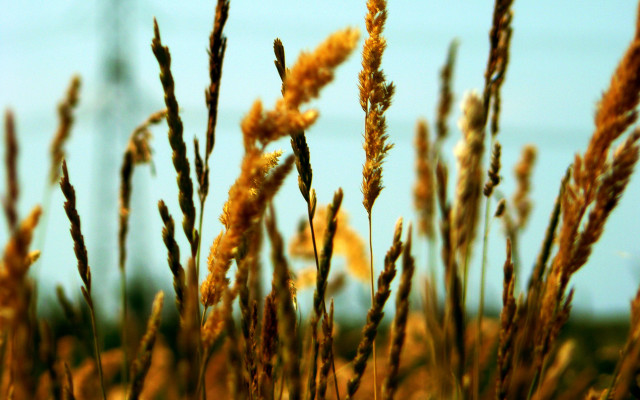 Grass sky bokeh autumn leaves free wallpaper - medium preview image