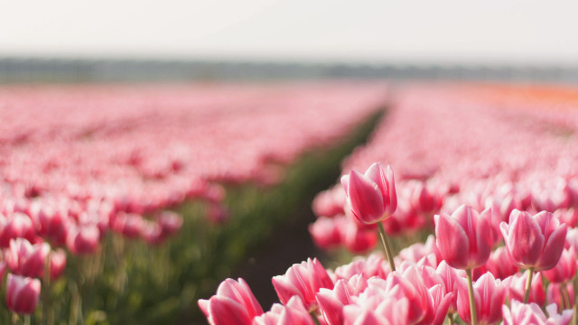 Pink tulips blurry background spring free wallpaper - medium preview image
