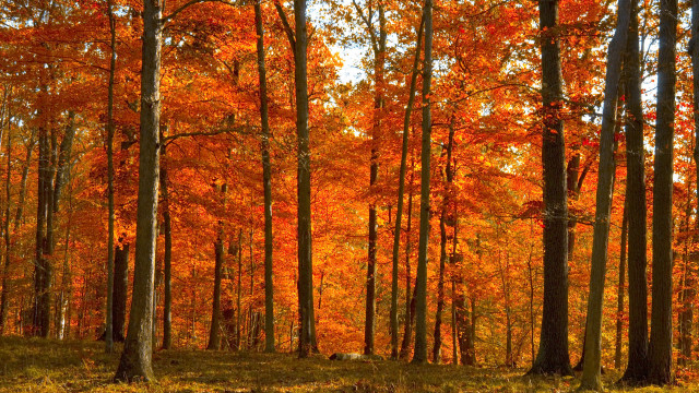 Autumn forest leaves fire fence free wallpaper - medium preview image