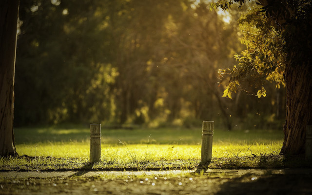 Park tree fence grass tiltshift free wallpaper - medium preview image