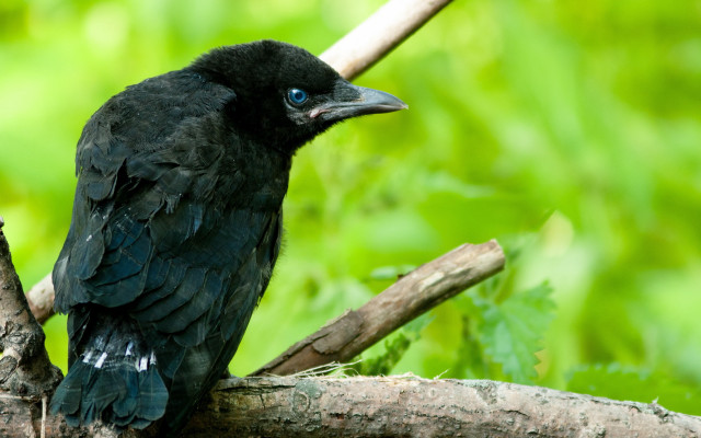 Black bird branch forest green free wallpaper - medium preview image